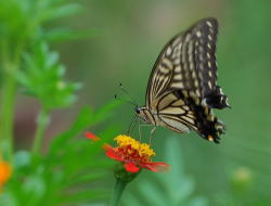 ���M�����[�R�[�X�C���[�W